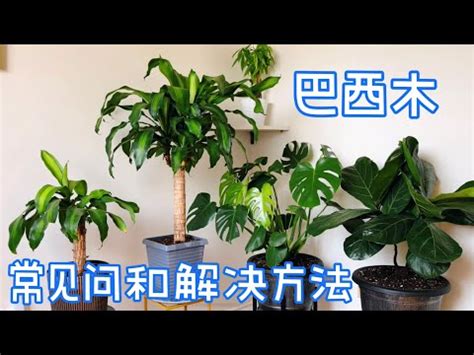 巴西鐵樹種植方法|田尾農場